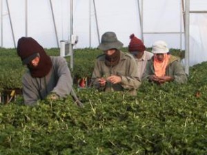 thai workers