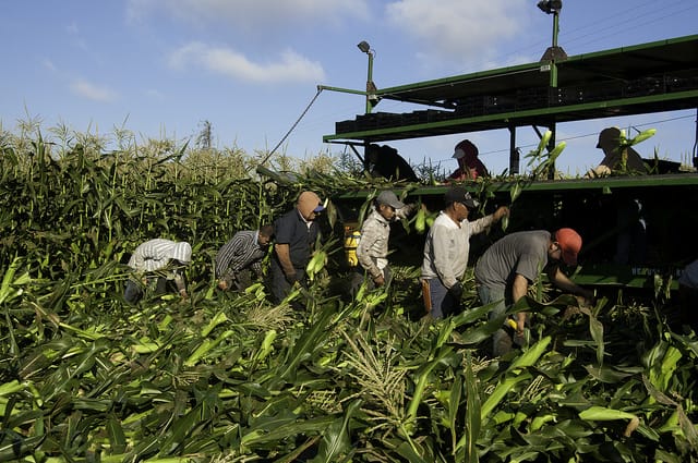 למרות לחץ החקלאים: וועדת העבודה והרווחה של הכנסת אישרה את התקנות להפרשת כספי הפיקדון לעובדים זרים בחקלאות