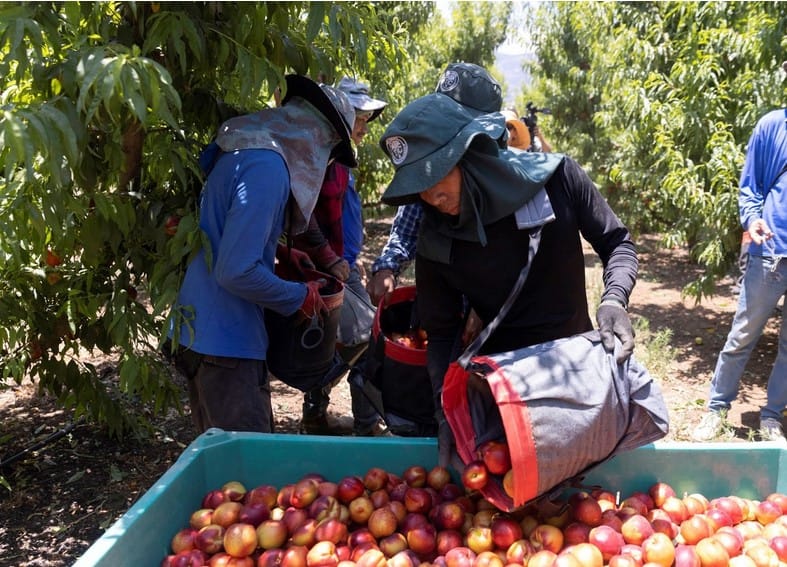 סלינו על כתפם: על תנאי ההעסקה, העבודה והמחייה של עובדי חקלאות בישראל